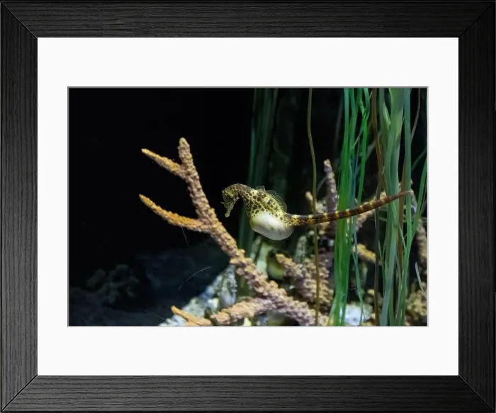 Framed Print : big-belly seahorse (Hippocampus abdominalis) Framed Print : big-belly seahorse (Hippocampus abdominalis)