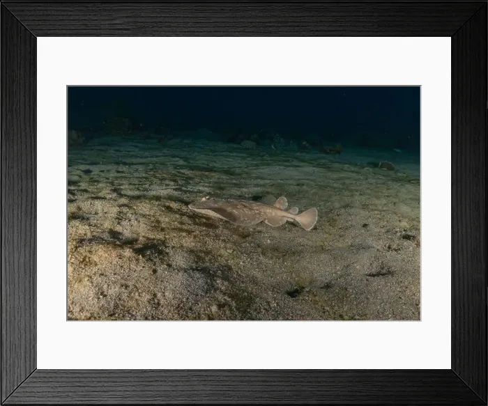 Framed Print : Torpedo sinuspersici On the seabed in the Red Sea, Israel Framed Print : Torpedo sinuspersici On the seabed in the Red Sea, Israel