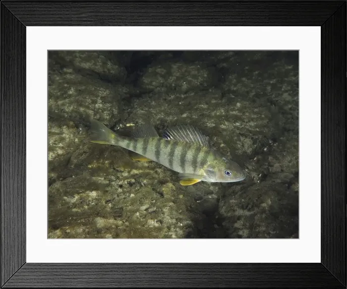 Framed Print : Striped fish, perch (Perca fluviatilis) Framed Print : Striped fish, perch (Perca fluviatilis)