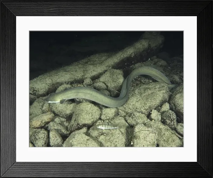 Framed Print : European eel (Anguilla anguilla) swimming over rocky bottom next to another fish Framed Print : European eel (Anguilla anguilla) swimming over rocky bottom next to another fish