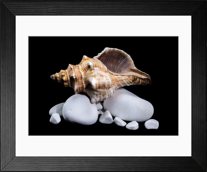 Framed Print : Close-up of a Pleuroploca trapezium shell
