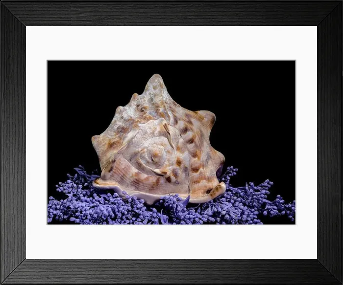 Framed Print : Beautiful King Helmet Shell on Colorful Background Framed Print : Beautiful King Helmet Shell on Colorful Background