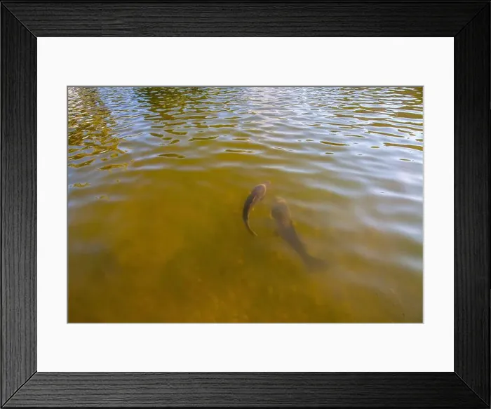 Framed Print : Two fish swim in murky water, their forms partially visible beneath the surface Framed Print : Two fish swim in murky water, their forms partially visible beneath the surface