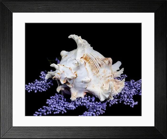 Framed Print : A stunning Ramose Murex Shell with intricate spikes and a delicate form