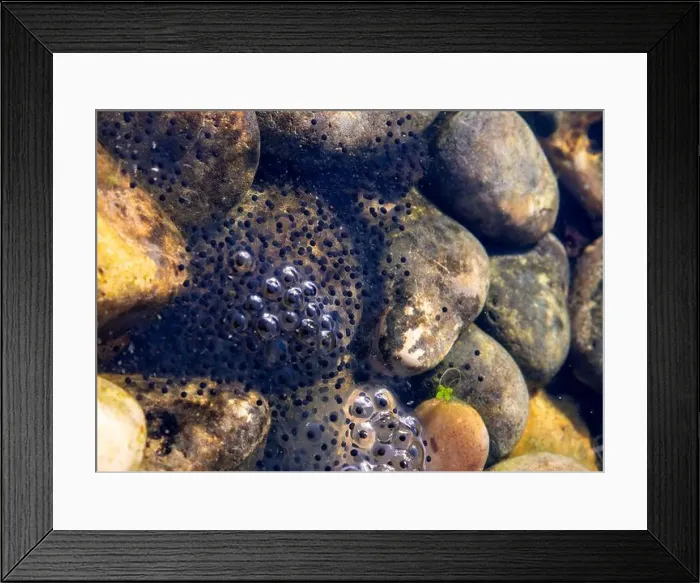 Framed Print : Close-up of frogspawn among smooth river rocks submerged in clear water, showing eggs with developing embryos Framed Print : Close-up of frogspawn among smooth river rocks submerged in clear water, showing eggs with developing embryos