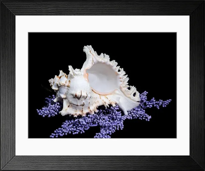 Framed Print : A stunning Ramose Murex Shell with intricate spikes and a delicate form Framed Print : A stunning Ramose Murex Shell with intricate spikes and a delicate form