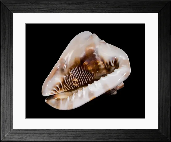 Framed Print : Cassis tuberosa or king helmet shell on black background Framed Print : Cassis tuberosa or king helmet shell on black background