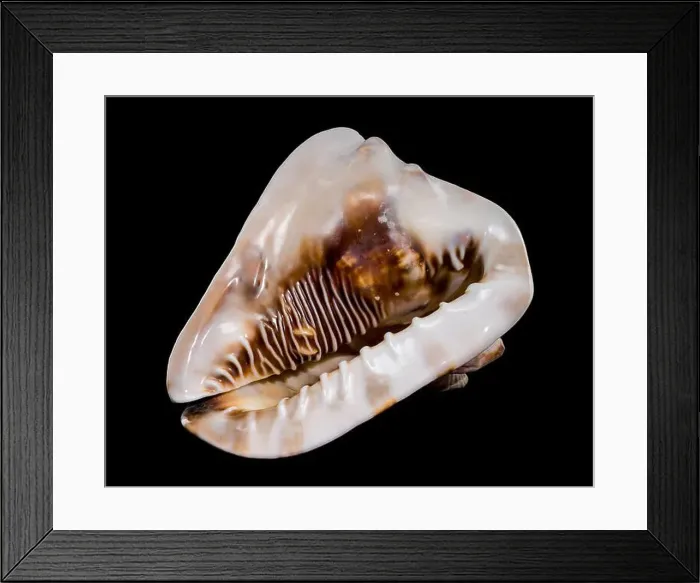 Framed Print : Close-up of a Cassis tuberosa, King Helmet Shell against a black background Framed Print : Close-up of a Cassis tuberosa, King Helmet Shell against a black background