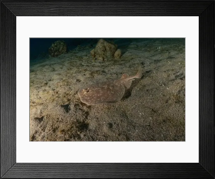 Framed Print : Torpedo sinuspersici On the seabed in the Red Sea, Israel Framed Print : Torpedo sinuspersici On the seabed in the Red Sea, Israel