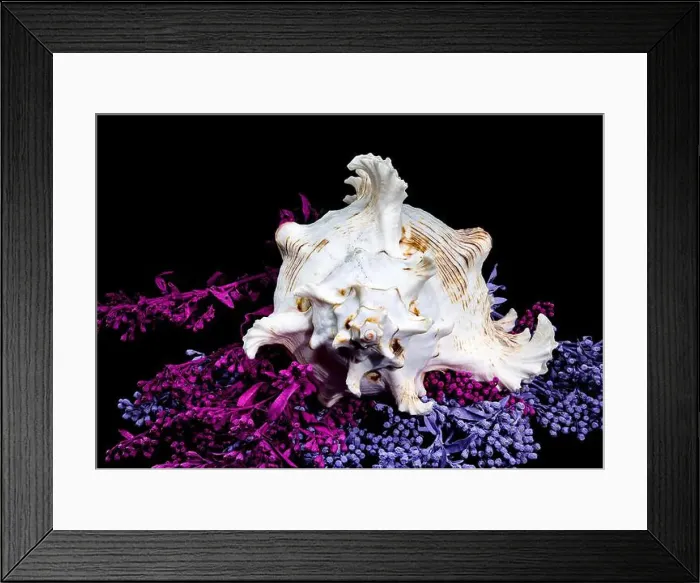 Framed Print : A stunning Ramose Murex Shell with intricate spikes and a delicate form Framed Print : A stunning Ramose Murex Shell with intricate spikes and a delicate form