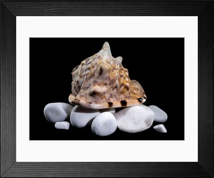 Framed Print : Close-up of a Cassis tuberosa, King Helmet Shell Framed Print : Close-up of a Cassis tuberosa, King Helmet Shell