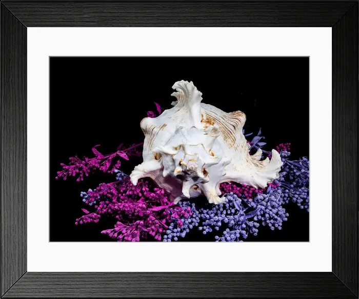 Framed Print : Ramose Murex Shell on Vibrant Background Framed Print : Ramose Murex Shell on Vibrant Background