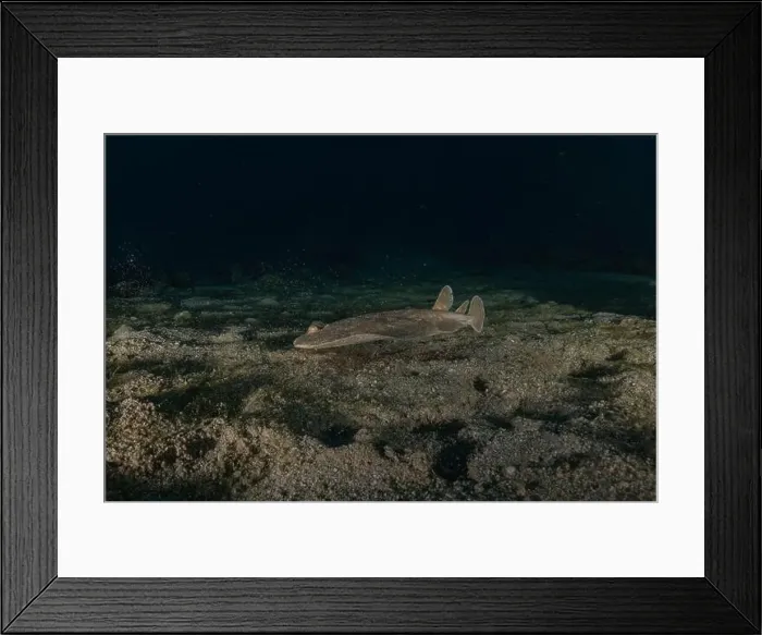 Framed Print : Torpedo sinuspersici On the seabed in the Red Sea, Israel Framed Print : Torpedo sinuspersici On the seabed in the Red Sea, Israel