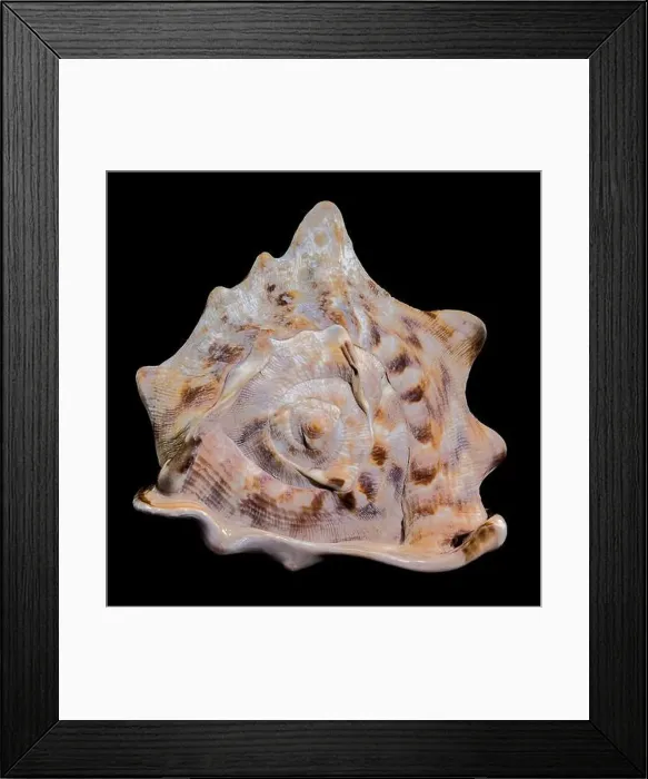 Framed Print : Close-up of a Cassis tuberosa, King Helmet Shell against a black background Framed Print : Close-up of a Cassis tuberosa, King Helmet Shell against a black background