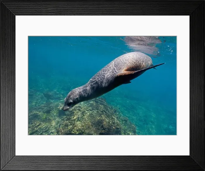 Framed Print : Galápagos Sea Lion (Zalophus wollebaeki) swimming in shallow water Framed Print : Galápagos Sea Lion (Zalophus wollebaeki) swimming in shallow water