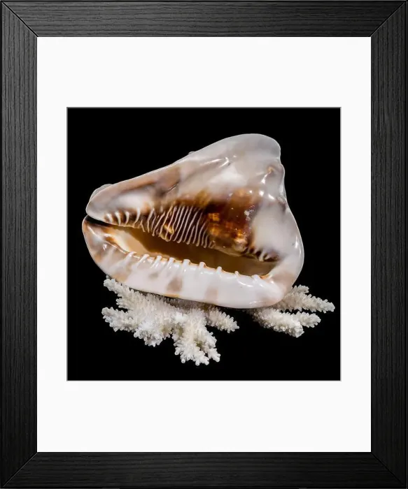 Framed Print : A detailed King Helmet Shell resting on a white coral