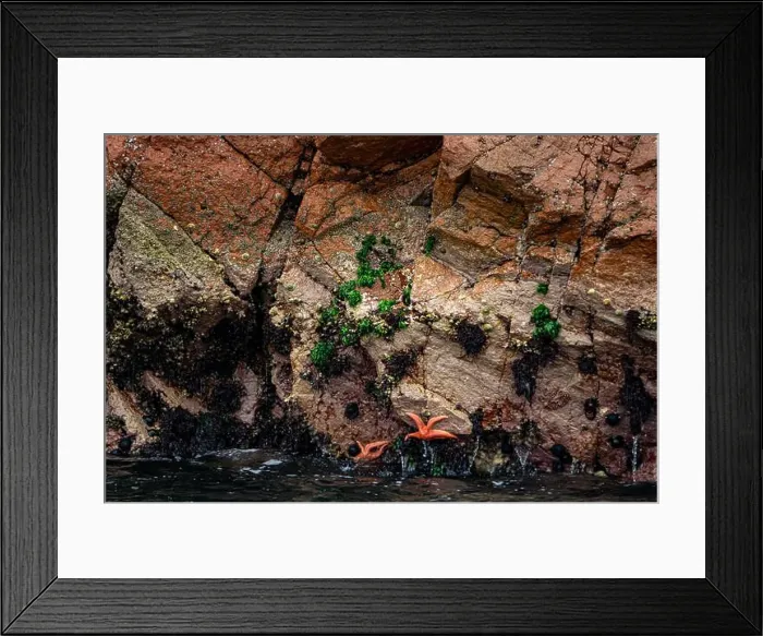 Framed Print : Sun starfish and sea star resting on coastal rocks of Islas Ballestas Peru showcasing vibrant marine life and nature
