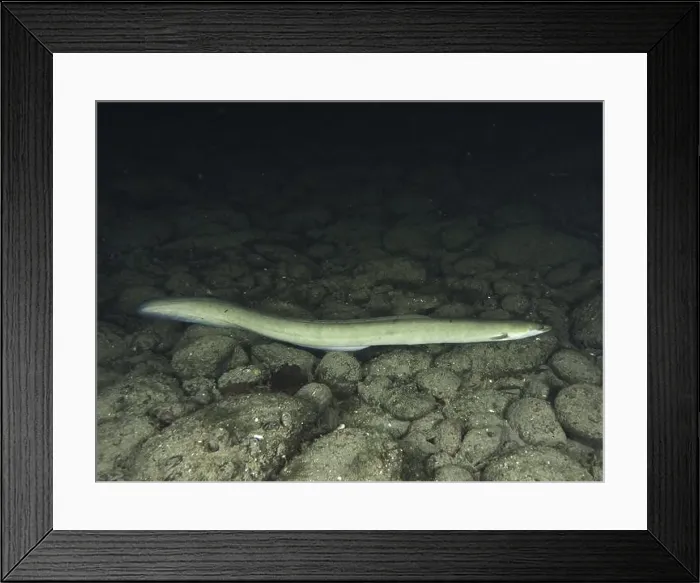 Framed Print : European eel (Anguilla anguilla) resting at night on a substrate of dark stones Framed Print : European eel (Anguilla anguilla) resting at night on a substrate of dark stones