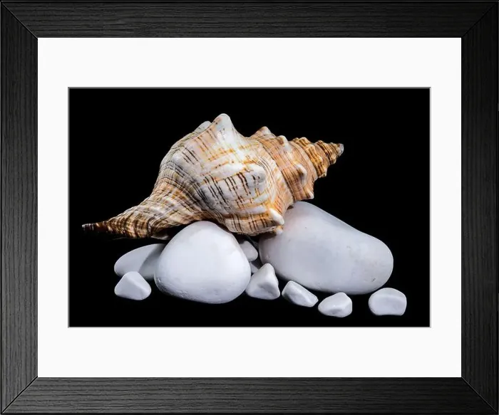 Framed Print : Close-up of a Pleuroploca trapezium shell
