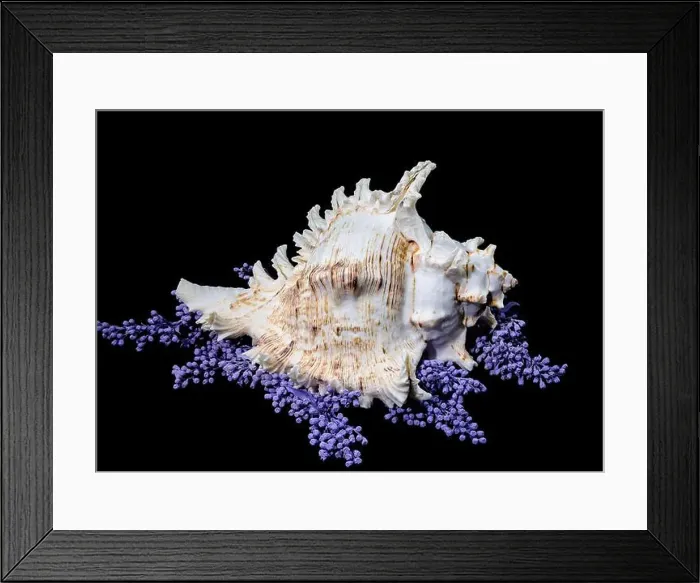 Framed Print : A stunning Ramose Murex Shell with intricate spikes and a delicate form Framed Print : A stunning Ramose Murex Shell with intricate spikes and a delicate form
