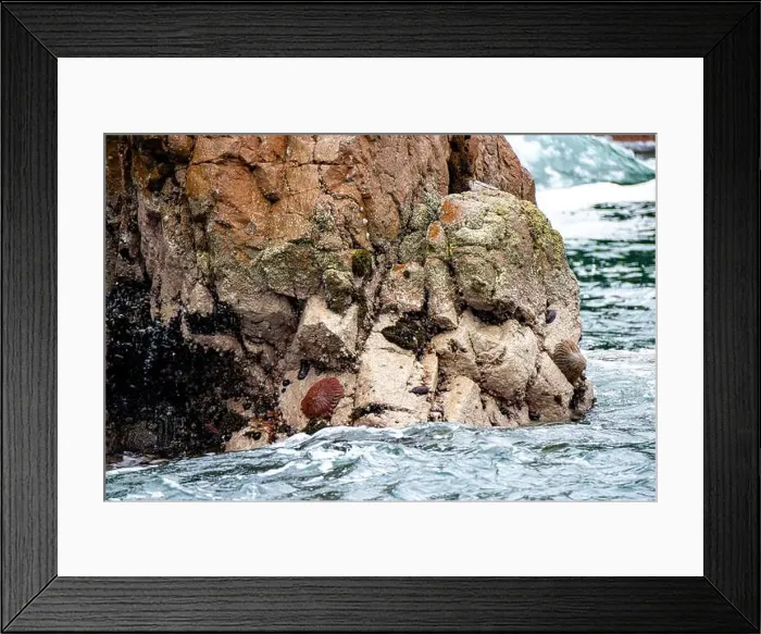 Framed Print : Sun starfish and sea star resting on coastal rocks of Islas Ballestas Peru showcasing vibrant marine life and nature Framed Print : Sun starfish and sea star resting on coastal rocks of Islas Ballestas Peru showcasing vibrant marine life and nature
