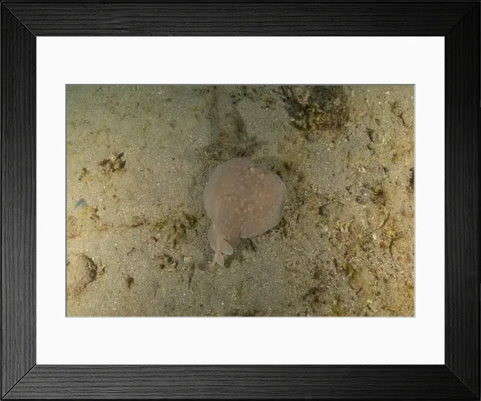Framed Print : Torpedo sinuspersici On the seabed in the Red Sea, Israel Framed Print : Torpedo sinuspersici On the seabed in the Red Sea, Israel