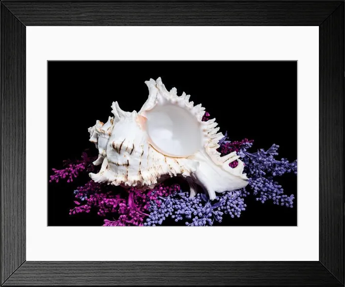 Framed Print : A stunning Ramose Murex Shell with intricate spikes and a delicate form Framed Print : A stunning Ramose Murex Shell with intricate spikes and a delicate form