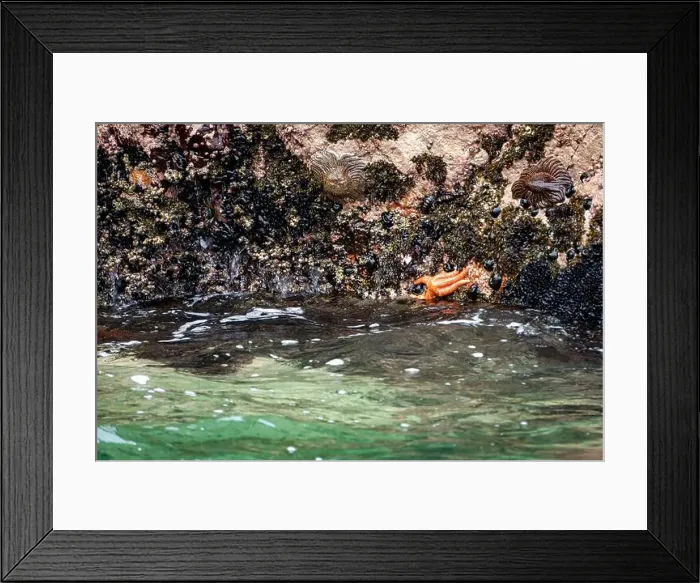 Framed Print : Sun starfish and sea star resting on coastal rocks of Islas Ballestas Peru showcasing vibrant marine life and nature Framed Print : Sun starfish and sea star resting on coastal rocks of Islas Ballestas Peru showcasing vibrant marine life and nature