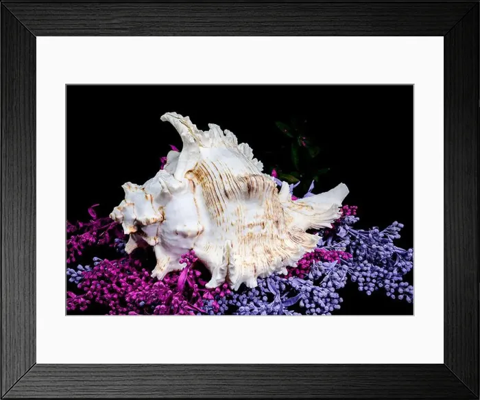 Framed Print : A stunning Ramose Murex Shell with intricate spikes and a delicate form Framed Print : A stunning Ramose Murex Shell with intricate spikes and a delicate form