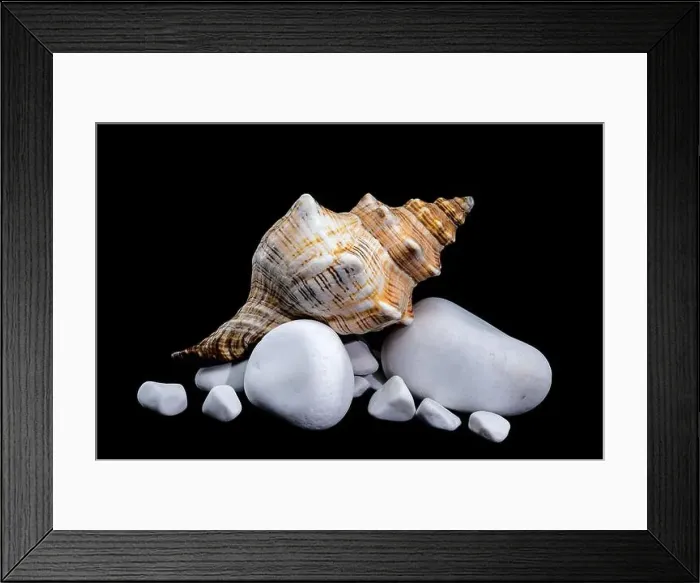 Framed Print : Trapezium Horse Conch on white Rocks black background Framed Print : Trapezium Horse Conch on white Rocks black background