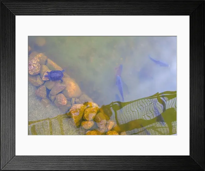 Framed Print : A turtle rests on rocks underwater, with fish swimming nearby in slightly murky water Framed Print : A turtle rests on rocks underwater, with fish swimming nearby in slightly murky water