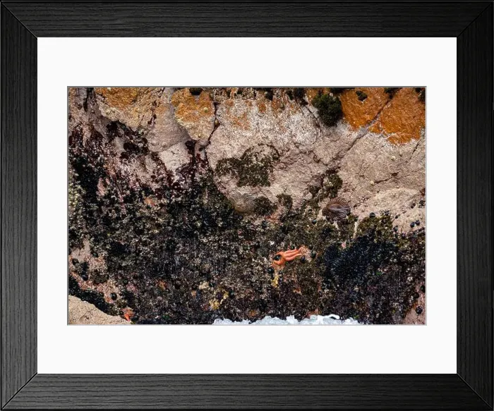 Framed Print : Sun starfish and sea star resting on coastal rocks of Islas Ballestas Peru showcasing vibrant marine life and nature Framed Print : Sun starfish and sea star resting on coastal rocks of Islas Ballestas Peru showcasing vibrant marine life and nature