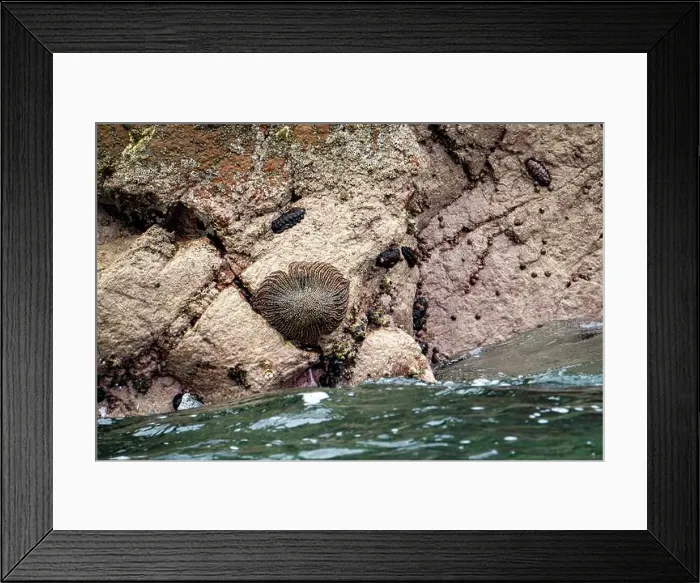 Framed Print : Sun starfish and sea star resting on coastal rocks of Islas Ballestas Peru showcasing vibrant marine life and nature Framed Print : Sun starfish and sea star resting on coastal rocks of Islas Ballestas Peru showcasing vibrant marine life and nature