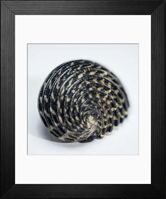 Framed Print : Spiral Neritodryas cornea shell close-up Framed Print : Spiral Neritodryas cornea shell close-up