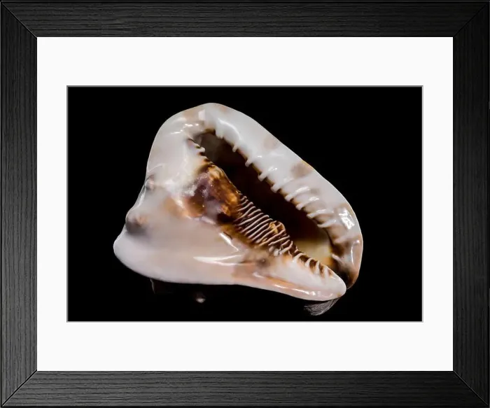 Framed Print : Cassis tuberosa or king helmet shell on black background Framed Print : Cassis tuberosa or king helmet shell on black background