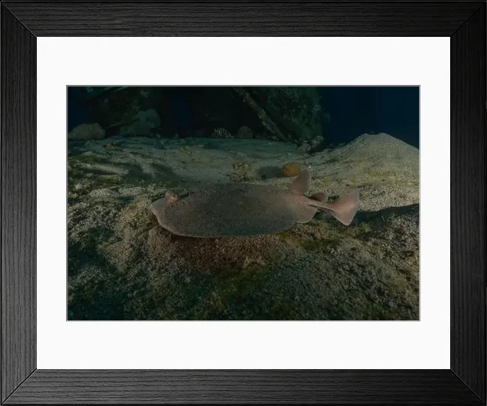 Framed Print : Torpedo sinuspersici On the seabed in the Red Sea, Israel Framed Print : Torpedo sinuspersici On the seabed in the Red Sea, Israel
