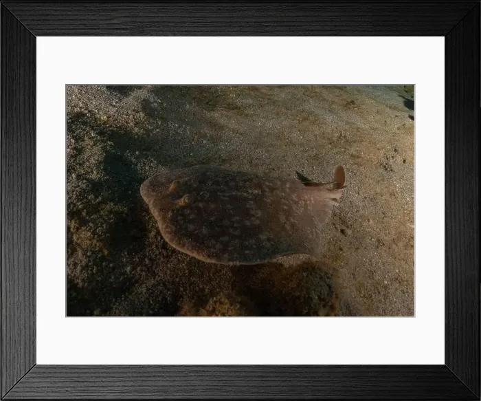 Framed Print : Torpedo sinuspersici On the seabed in the Red Sea, Israel Framed Print : Torpedo sinuspersici On the seabed in the Red Sea, Israel