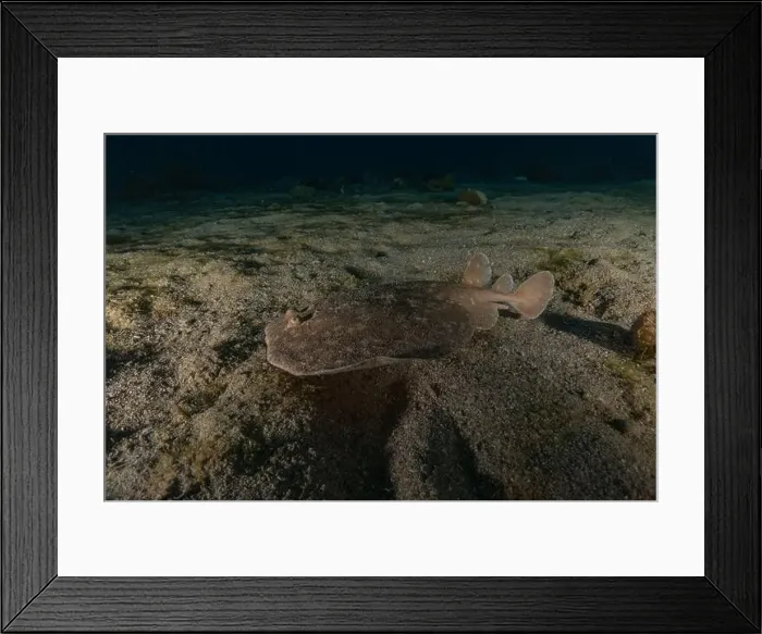 Framed Print : Torpedo sinuspersici On the seabed in the Red Sea, Israel Framed Print : Torpedo sinuspersici On the seabed in the Red Sea, Israel