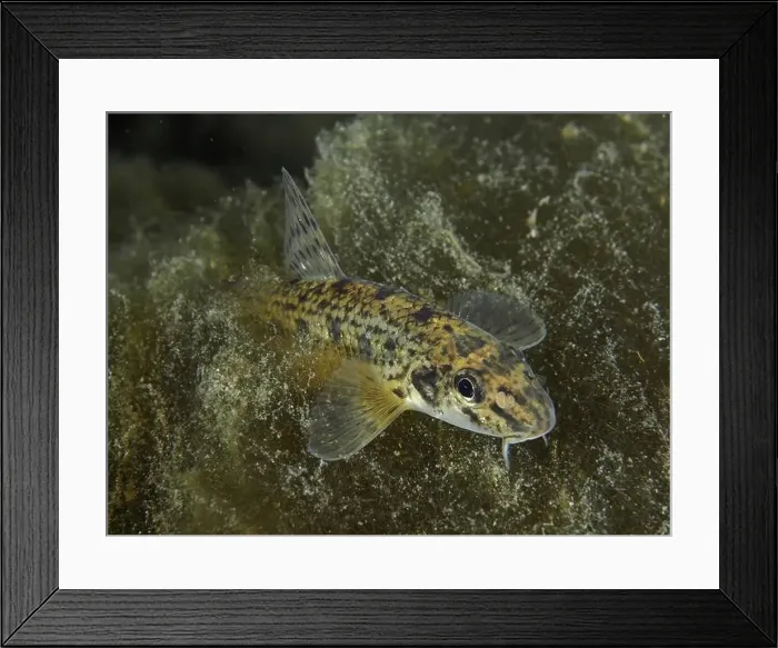 Framed Print : A spotted gudgeon (Gobio gobio) moving across the algae-covered bottom Framed Print : A spotted gudgeon (Gobio gobio) moving across the algae-covered bottom