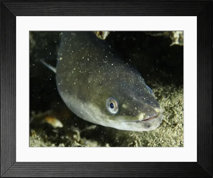 Framed Print : Close-up of a European eel (Anguilla anguilla) on a sandy bottom Framed Print : Close-up of a European eel (Anguilla anguilla) on a sandy bottom