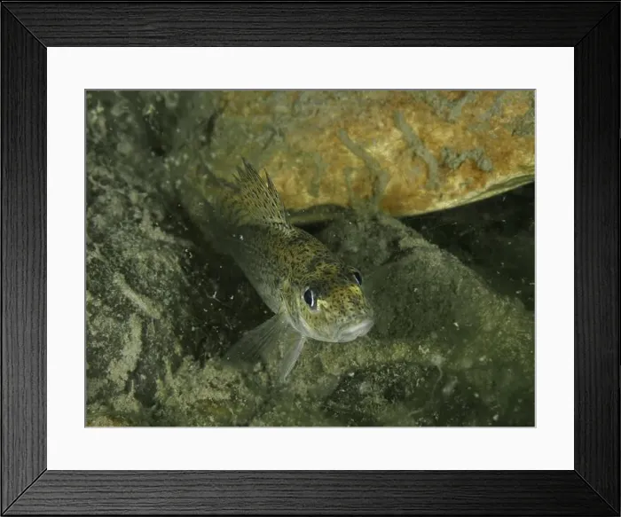 Framed Print : A ruffe (Gymnocephalus cernua) near stones in the water Framed Print : A ruffe (Gymnocephalus cernua) near stones in the water