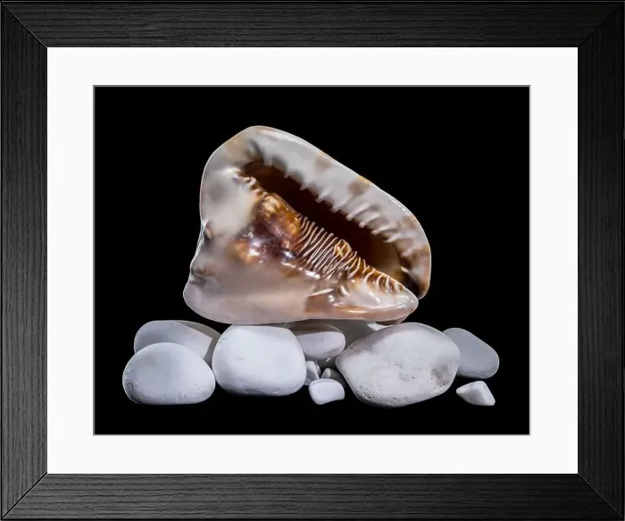 Framed Print : Close-up of a Cassis tuberosa, King Helmet Shell Framed Print : Close-up of a Cassis tuberosa, King Helmet Shell
