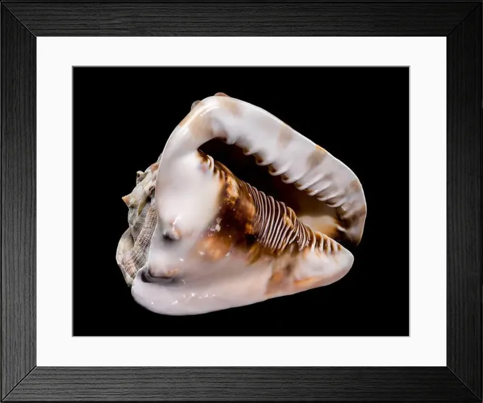 Framed Print : Close-up of a Cassis tuberosa, King Helmet Shell against a black background Framed Print : Close-up of a Cassis tuberosa, King Helmet Shell against a black background