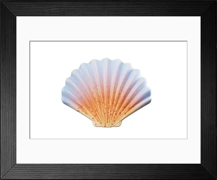 Framed Print : Scallop shell with cartoon style, 3d rendering. 3D illustration Framed Print : Scallop shell with cartoon style, 3d rendering. 3D illustration