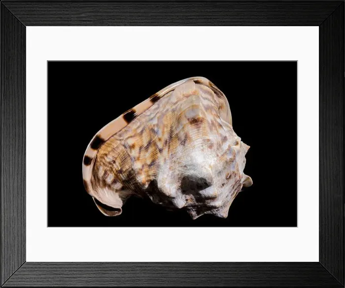 Framed Print : Close-up of a Cassis tuberosa, King Helmet Shell against a black background Framed Print : Close-up of a Cassis tuberosa, King Helmet Shell against a black background