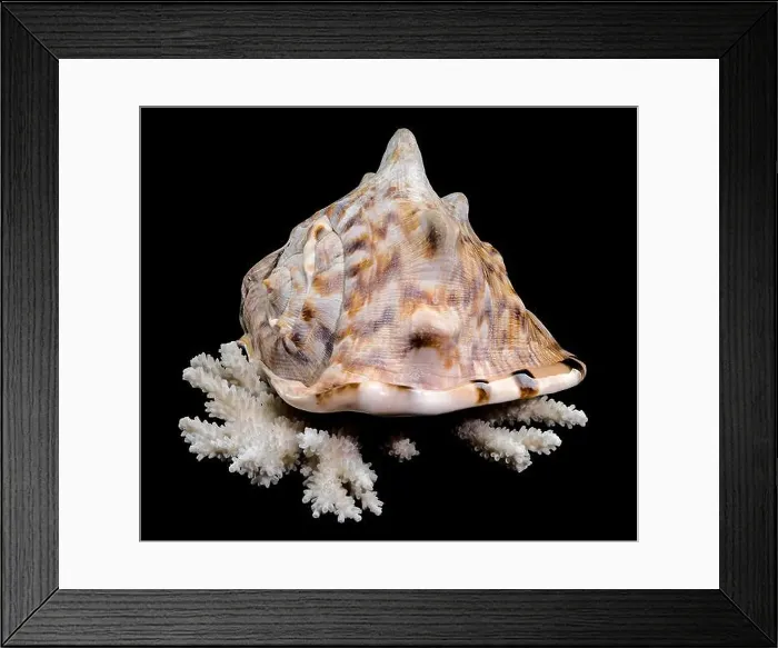 Framed Print : A detailed King Helmet Shell resting on a white coral