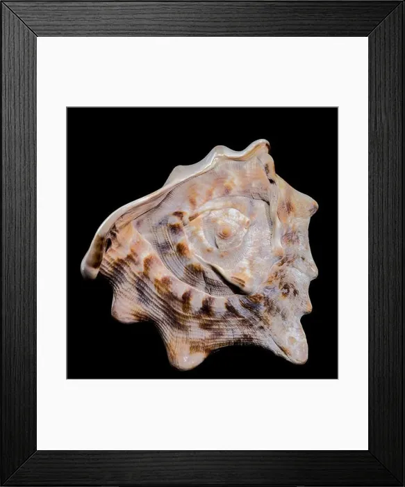 Framed Print : Close-up of a Cassis tuberosa, King Helmet Shell against a black background Framed Print : Close-up of a Cassis tuberosa, King Helmet Shell against a black background