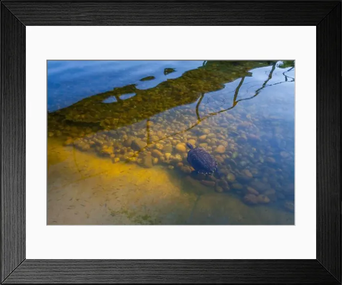 Framed Print : A turtle swims in clear water with visible rocks and sand on the bottom, creating a natural underwater scene Framed Print : A turtle swims in clear water with visible rocks and sand on the bottom, creating a natural underwater scene