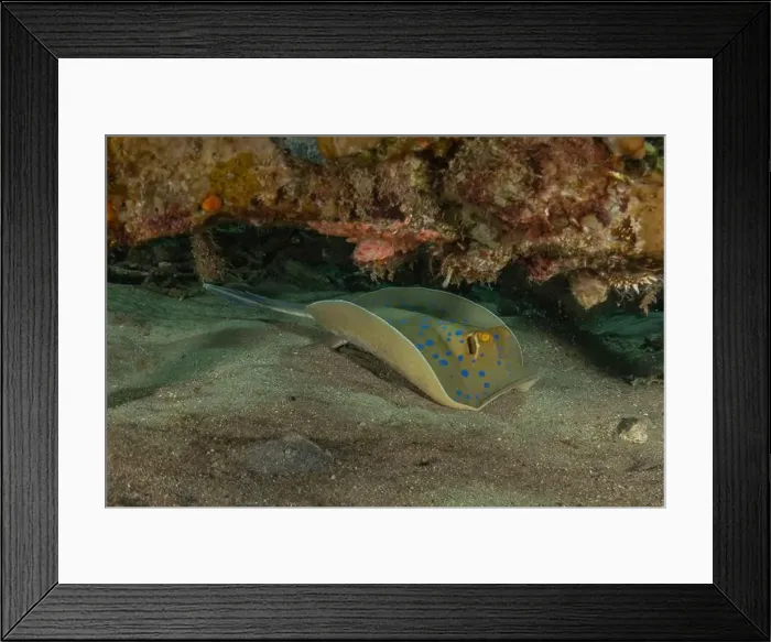 Framed Print : Blue-spotted stingray On the seabed in the Red Sea Eilat, Israel Framed Print : Blue-spotted stingray On the seabed in the Red Sea Eilat, Israel