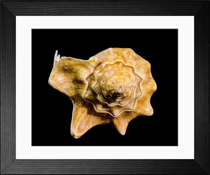 Framed Print : Close-up of a golden Strombus costatus seashell against a black background, showcasing intricate textures and contrasts Framed Print : Close-up of a golden Strombus costatus seashell against a black background, showcasing intricate textures and contrasts